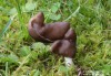 chřapáč pružný (Houby), Helvella elastica (Fungi)